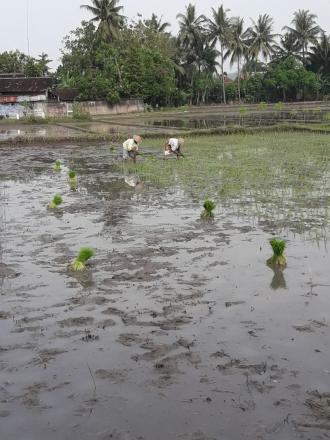 Musim Tanam Kelompok Tani Soropaten