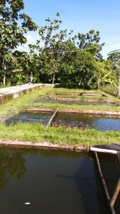 Kolam Ikan Mina Makmur Deresan Ringinharjo